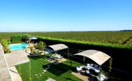 Scenic view of a vineyard with a swimming pool and shaded seating areas, surrounded by lush greenery under a clear blue sky. Ideal for relaxation and outdoor gatherings.