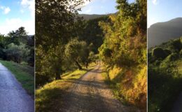 Scenic walking paths surrounded by lush greenery and mountains during golden hour, showcasing the beauty of nature and inviting outdoor exploration.
