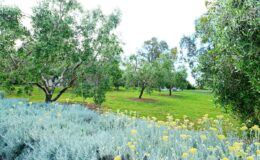  | Only on SopranoVillas