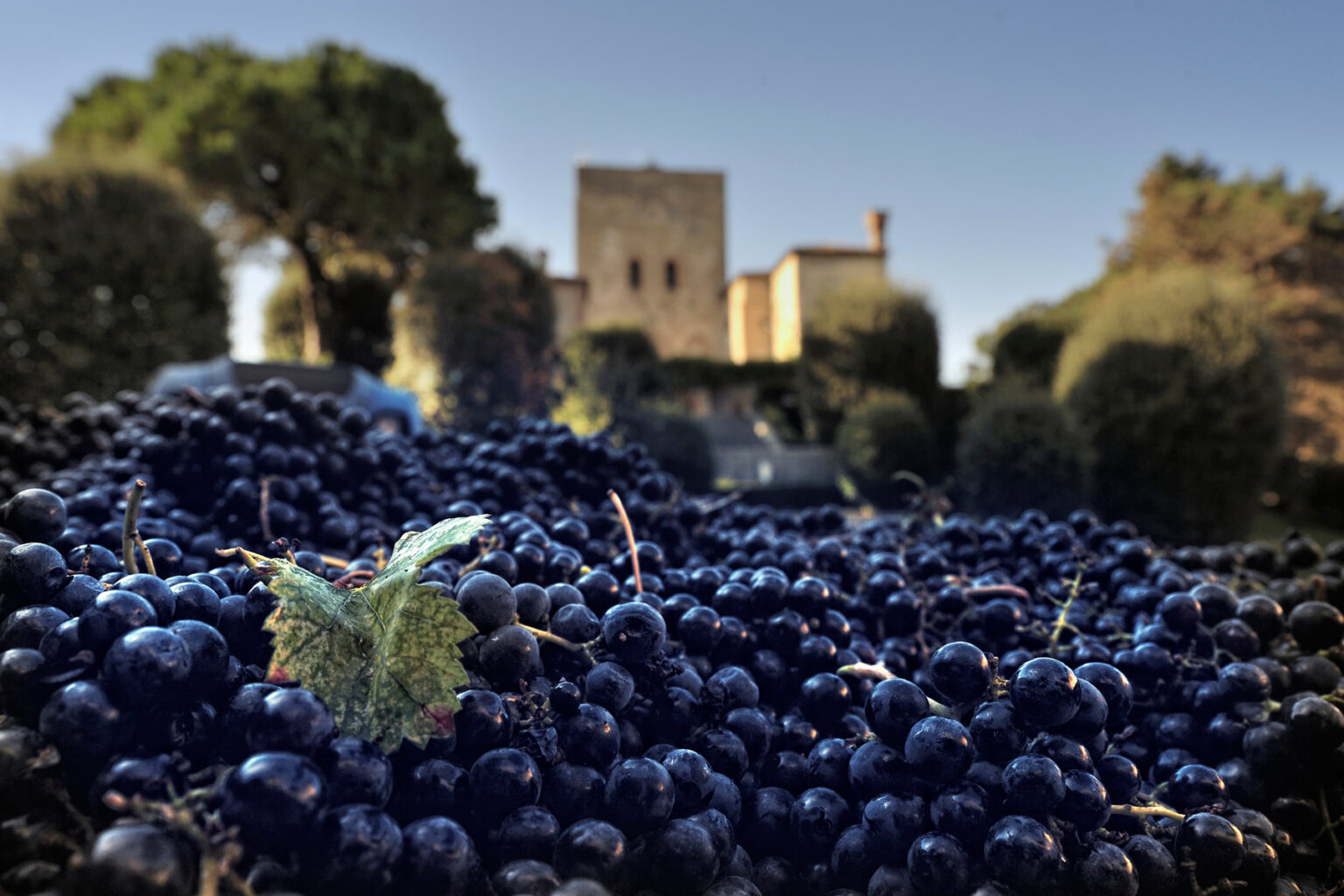 Close-up of freshly harvested dark grapes on the ground with a historic stone tower and lush greenery in the background, highlighting vineyard life and winemaking traditions. | Only on SopranoVillas