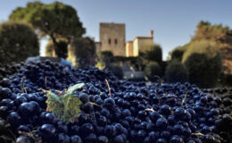 Close-up of freshly harvested dark grapes on the ground with a historic stone tower and lush greenery in the background, highlighting vineyard life and winemaking traditions.