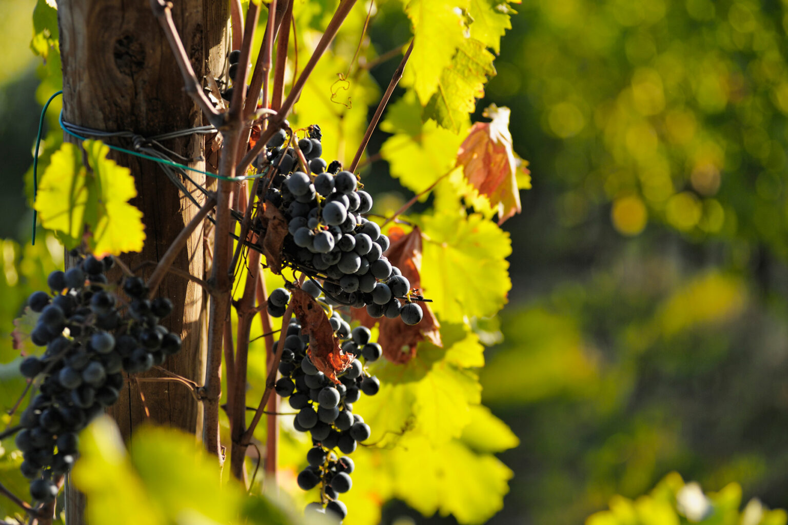 Close-up of ripe black grapes hanging from a vine surrounded by green leaves in a vineyard, showcasing the beauty of grape cultivation and the potential for wine production. | Only on SopranoVillas