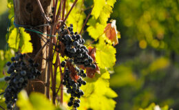 Close-up of ripe black grapes hanging from a vine surrounded by green leaves in a vineyard, showcasing the beauty of grape cultivation and the potential for wine production.