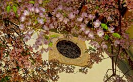 Cherry blossom branches frame an ornate circular window on a building, showcasing delicate pink flowers against a soft background.