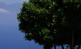 Lush green tree silhouette against a serene blue ocean and distant mountains, ideal for nature and landscape photography.