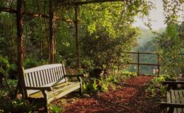 Serene garden scene featuring a wooden bench under a leafy arbor, surrounded by lush greenery and a tranquil pathway, ideal for relaxation and nature appreciation.
