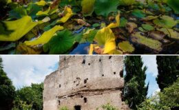 Lily pads floating on calm water above an ancient stone castle ruin surrounded by greenery under a clear sky.