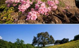 Vibrant pink flowers blooming near rocky terrain, with a scenic landscape featuring a large tree and open field under a clear blue sky.