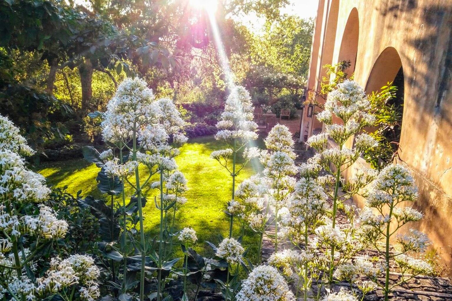 Lush garden scene featuring tall white flowers in bloom, with sunlight streaming through trees and illuminating a green lawn, framed by a brick archway. | Only on SopranoVillas