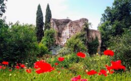 Ruined stone building surrounded by lush greenery and vibrant red poppies under a clear blue sky.