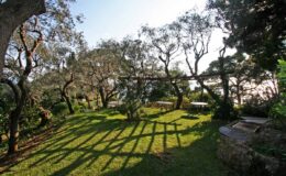 Lush garden with olive trees casting long shadows on vibrant green grass, showcasing a serene outdoor space with natural beauty and tranquility.
