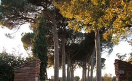 Scenic pathway lined with tall pine trees and vibrant autumn foliage, leading to a brick entrance.