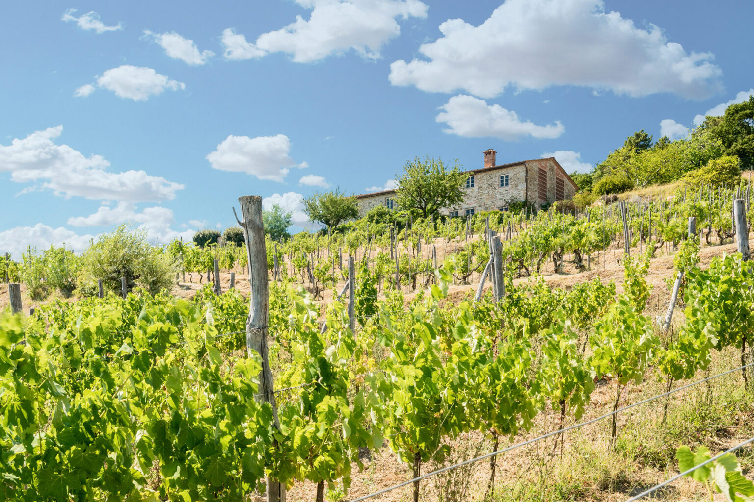 Vineyard landscape with lush green grapevines and a rustic stone house under a blue sky with fluffy clouds, showcasing a serene agricultural setting. | Only on SopranoVillas