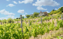 Vineyard landscape with lush green grapevines and a rustic stone house under a blue sky with fluffy clouds, showcasing a serene agricultural setting.