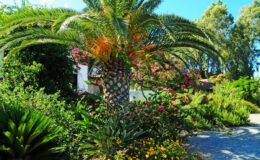 Lush garden featuring a tall palm tree with vibrant fronds and colorful flowering plants, set against a clear blue sky.