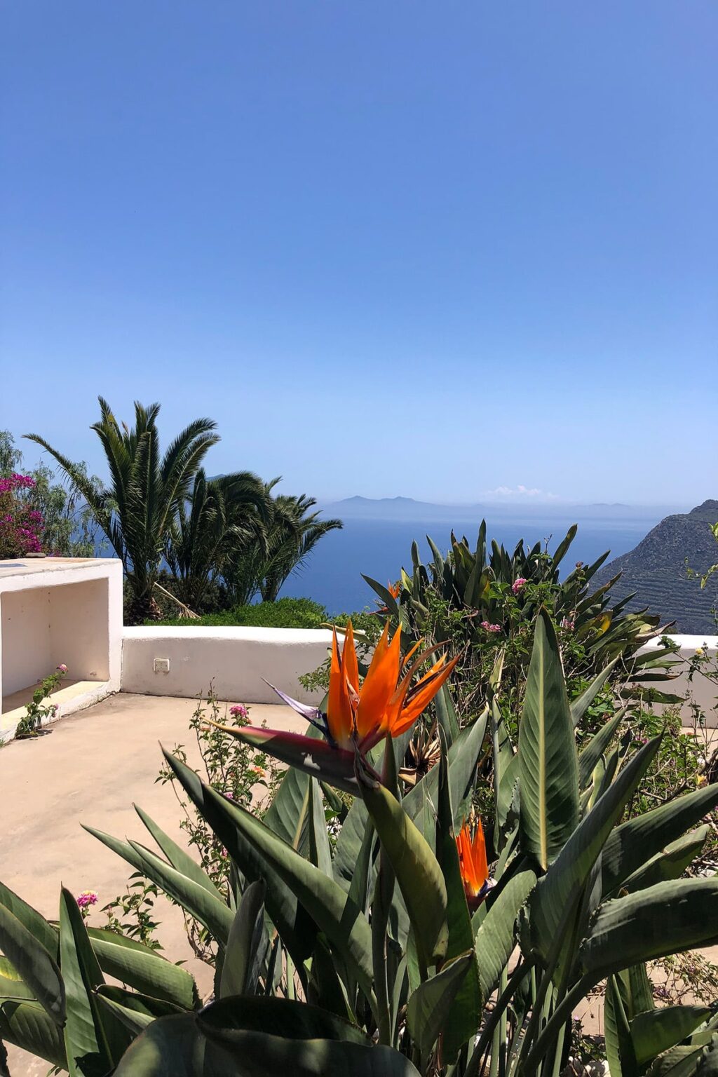 Scenic view of a tropical landscape featuring vibrant orange bird of paradise flowers, lush greenery, and a serene ocean backdrop under a clear blue sky. Ideal for showcasing natural beauty and coastal relaxation. | Only on SopranoVillas