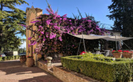 Charming outdoor patio with vibrant purple bougainvillea cascading over a stone wall, shaded by a fabric canopy, surrounded by neatly trimmed hedges and colorful flower pots in a sunny garden setting.