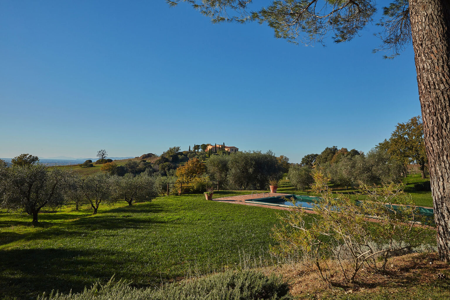 Scenic view of a lush green landscape featuring olive trees, rolling hills, and a clear blue sky, with a distant villa on a hilltop. Ideal for promoting rural retreats or agritourism destinations. | Only on SopranoVillas