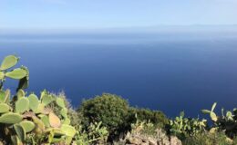 A panoramic view of a tranquil blue ocean from a rocky cliff, surrounded by vibrant green vegetation and cacti under a clear sky.