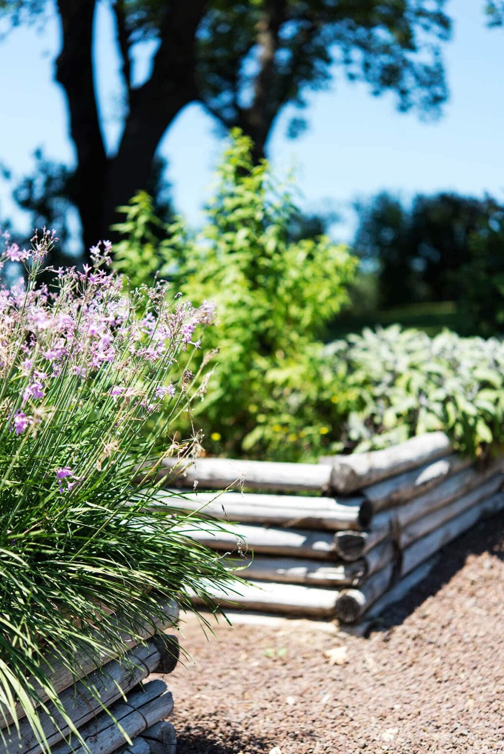 Vibrant garden scene featuring lavender flowers in the foreground and a variety of green herbs in a wooden planter box, illuminated by bright sunlight. | Only on SopranoVillas
