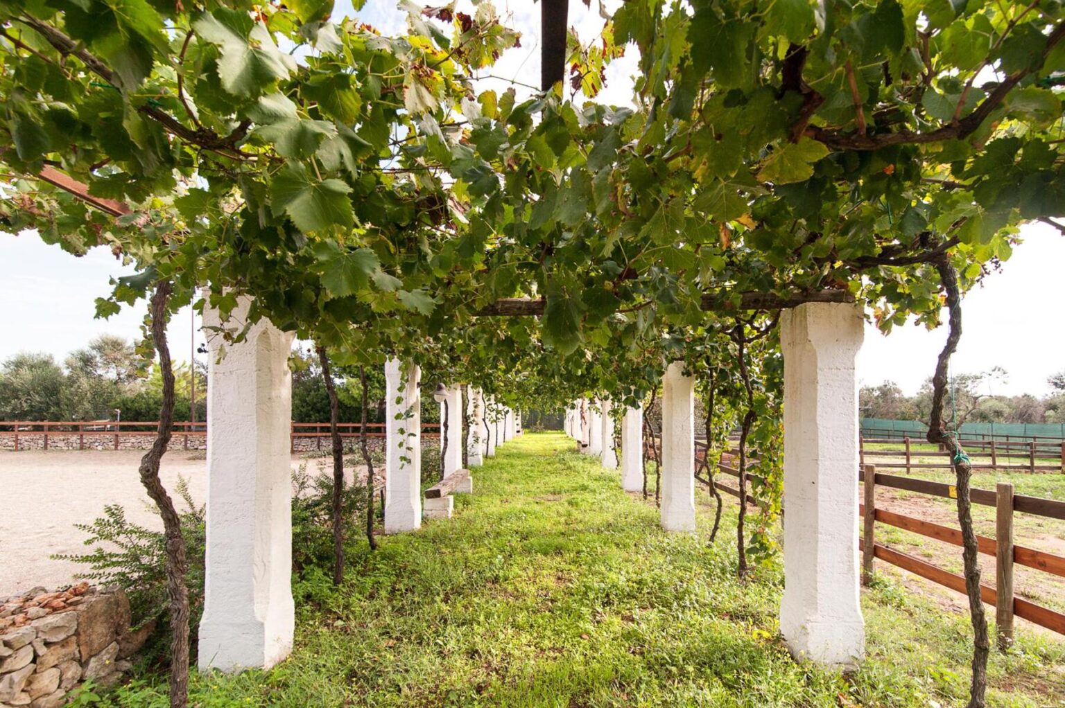 Lush vineyard walkway lined with green grapevines and white pillars, leading through a serene landscape with a wooden fence in the background. | Only on SopranoVillas