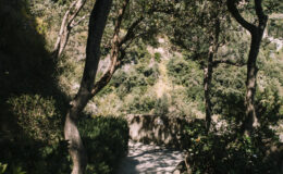 Scenic pathway surrounded by lush greenery leading to luxury villas for rent in Italy, showcasing the tranquil natural beauty of the Italian countryside.