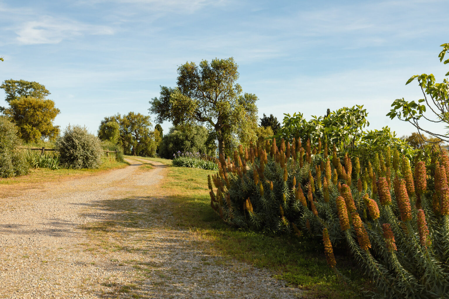 Scenic dirt road surrounded by lush greenery and vibrant flowering plants under a clear blue sky, ideal for nature walks and outdoor exploration. | Only on SopranoVillas