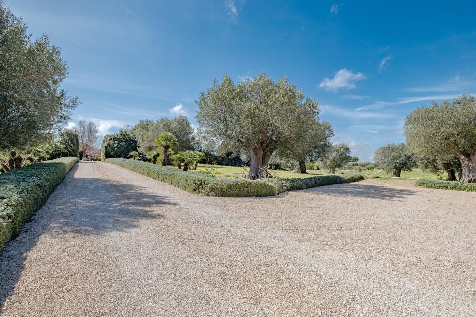 Scenic pathway lined with olive trees in a lush garden under a clear blue sky, ideal for nature walks and outdoor relaxation. | Only on SopranoVillas