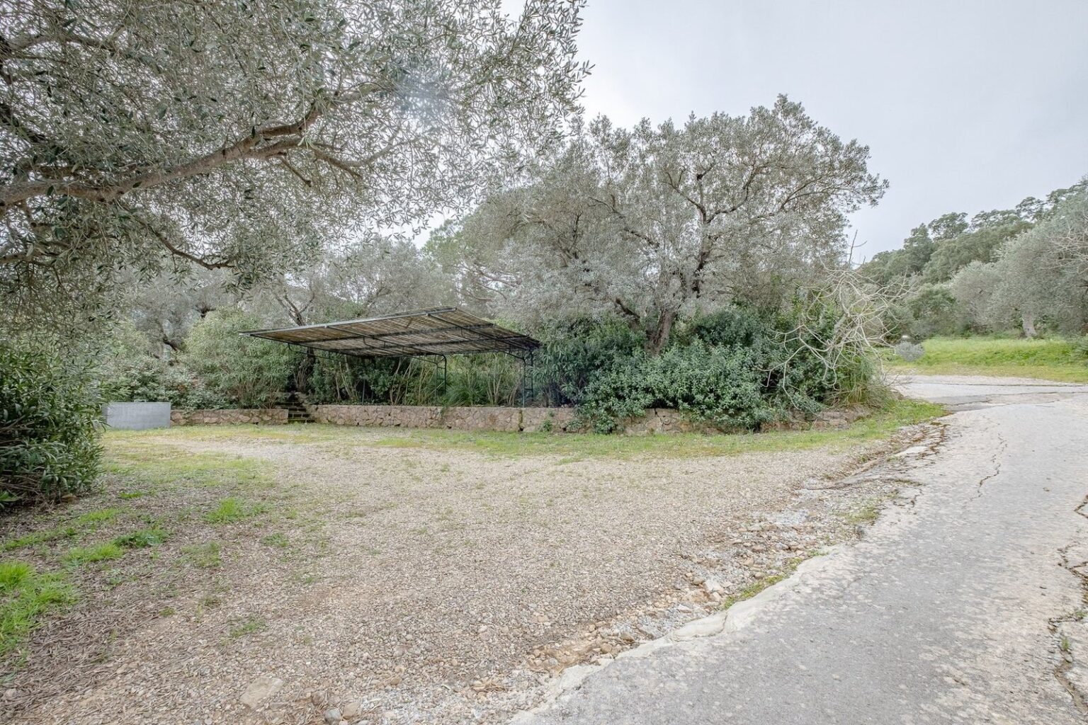 Abandoned structure surrounded by lush greenery and olive trees, with a gravel path leading to a fork in the road. | Only on SopranoVillas