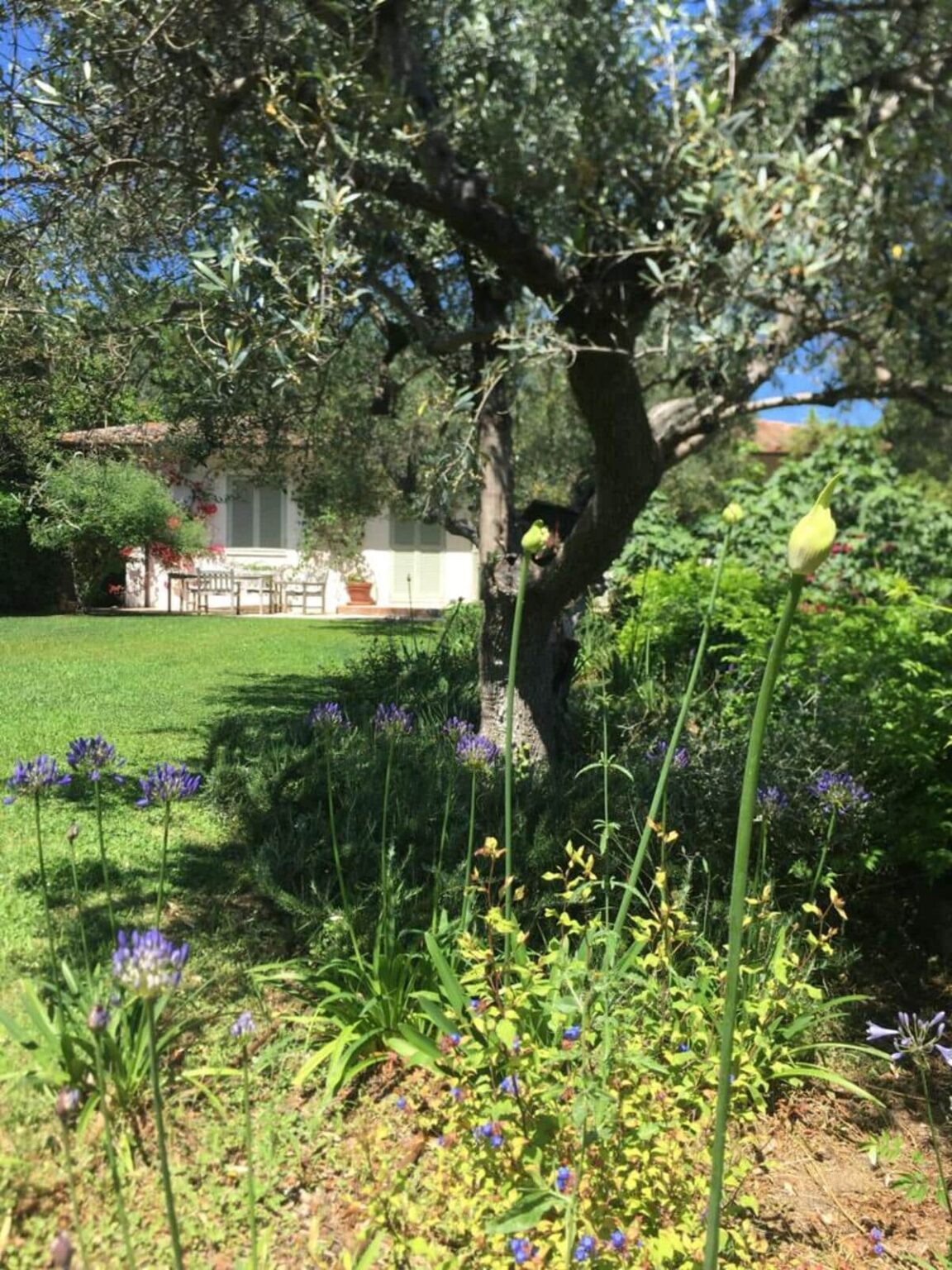 A sunny garden scene featuring vibrant flowers and lush greenery, with a white house and outdoor seating area in the background, surrounded by trees and plants. | Only on SopranoVillas