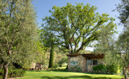 Scenic view of a rustic stone cottage surrounded by lush greenery, including olive trees and a large leafy tree, set against a clear blue sky in a serene landscape.
