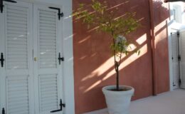 Interior view of a modern space featuring a potted tree next to white wooden shutters against a warm, terracotta wall, with sunlight casting shadows across the floor.