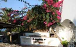Charming outdoor patio with whitewashed walls adorned by vibrant pink bougainvillea, surrounded by lush greenery and palm trees, creating a serene and inviting atmosphere.