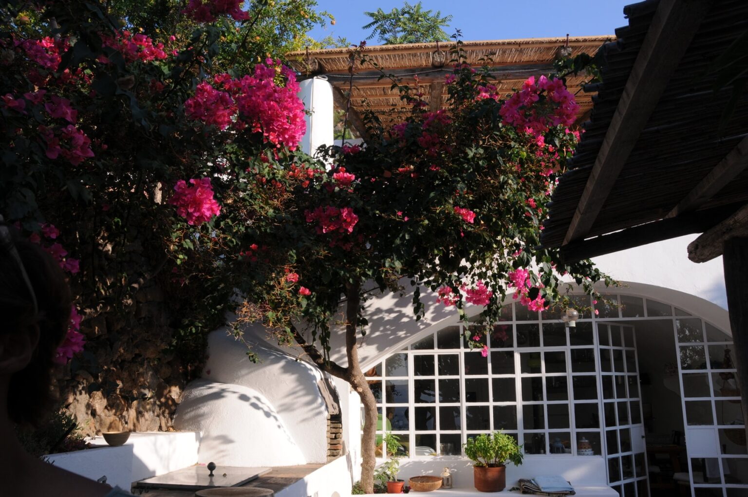Colorful bougainvillea flowers bloom in a sunny courtyard, showcasing vibrant pink hues against a white-walled building with large windows. The scene captures a peaceful outdoor space, perfect for relaxation and enjoying nature. | Only on SopranoVillas