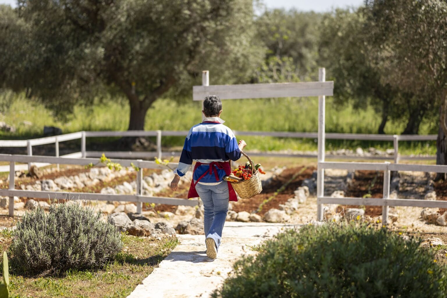 Person walking towards a garden with olive trees, carrying gardening tools, wearing a colorful jacket and jeans, on a sunny day. | Only on SopranoVillas