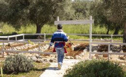 Person walking towards a garden with olive trees, carrying gardening tools, wearing a colorful jacket and jeans, on a sunny day.