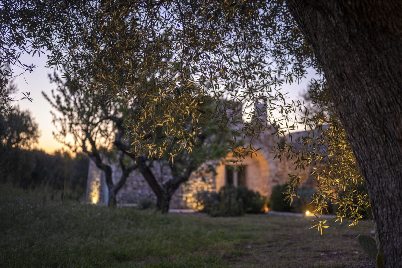 Olive tree branches frame a rustic stone building at dusk, highlighting the warm glow of outdoor lights and lush greenery in a tranquil garden setting. | Only on SopranoVillas