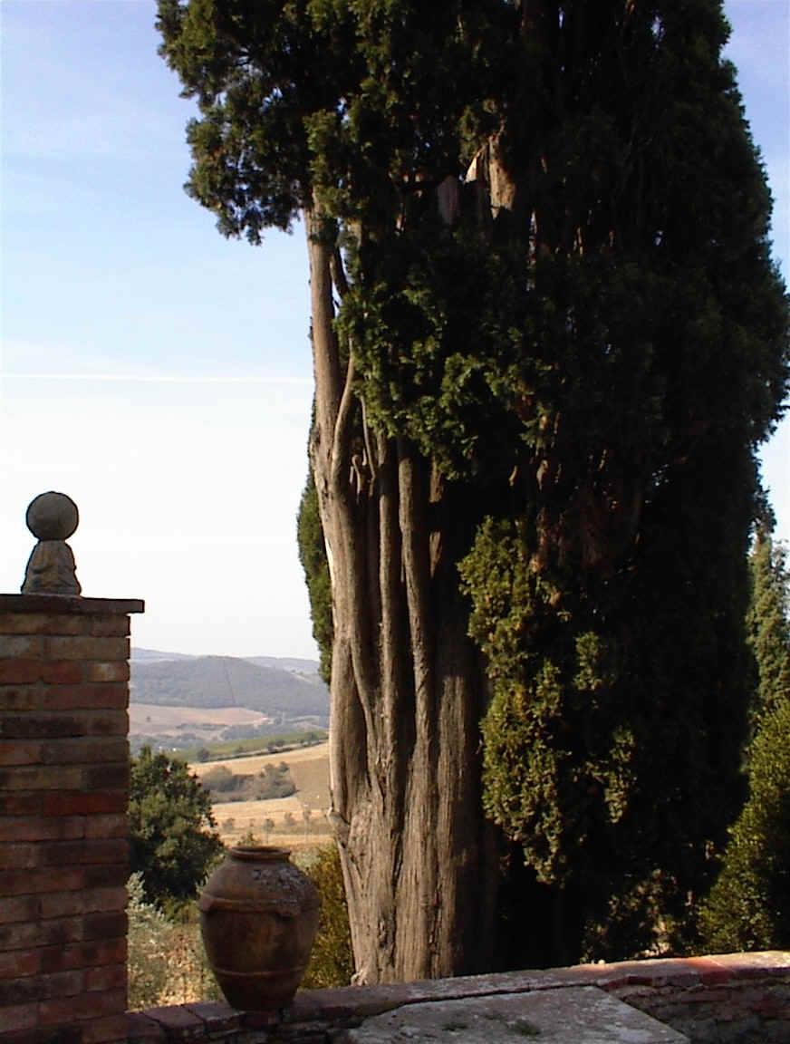 Tall cypress tree with lush green foliage next to a stone wall, overlooking a scenic landscape in the background. | Only on SopranoVillas