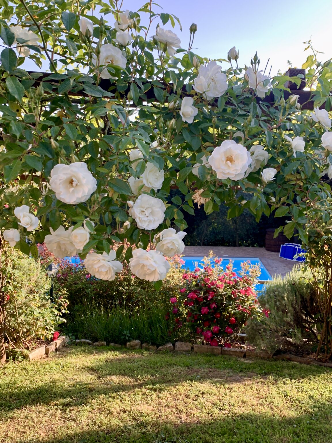 White roses in full bloom hanging above a vibrant garden with colorful flowers, overlooking a serene blue swimming pool. | Only on SopranoVillas