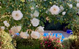  | Only on SopranoVillas