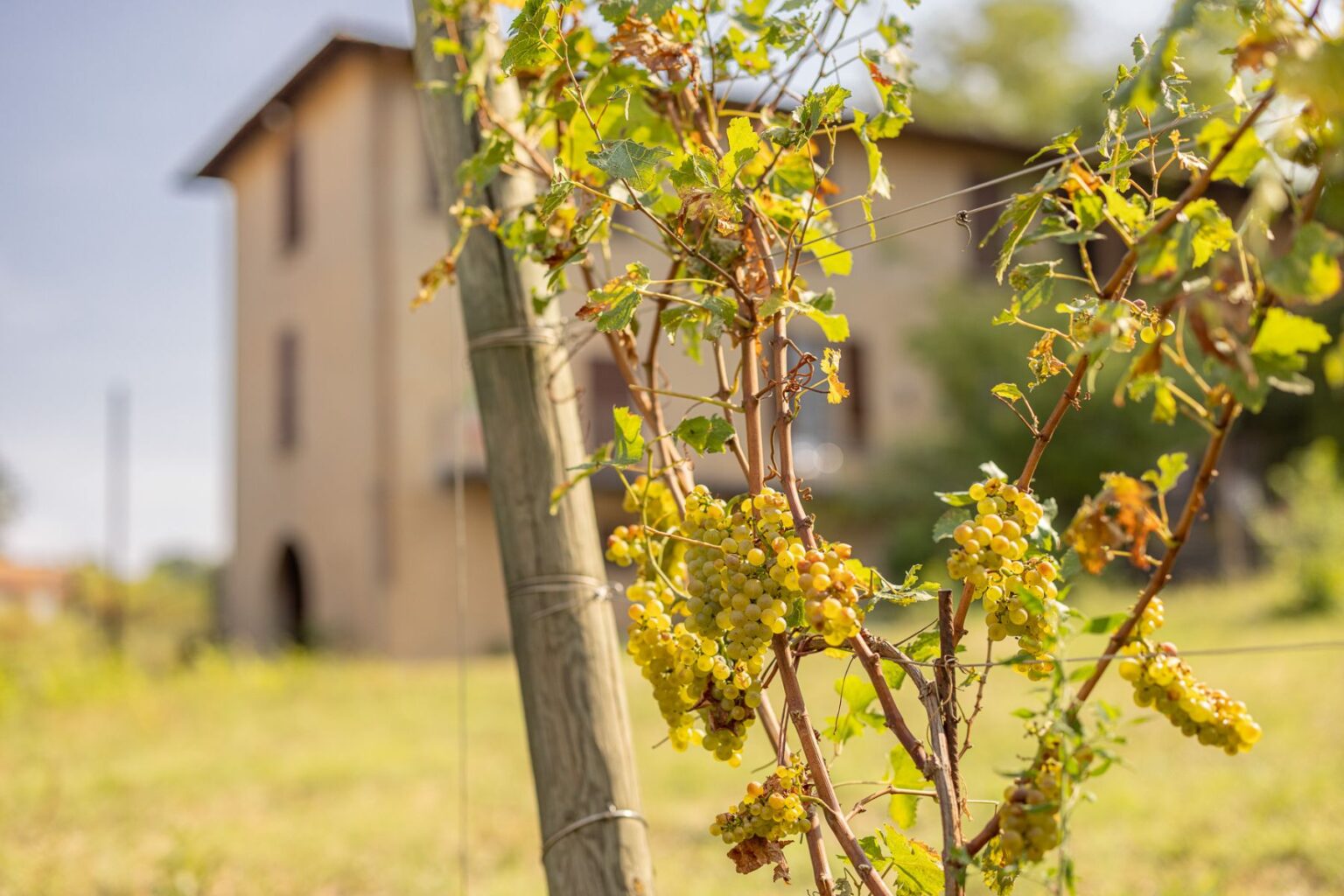 Close-up of a grapevine with clusters of green grapes, set against a blurred rustic building in a vineyard. The image captures the lush greenery and the essence of winemaking. | Only on SopranoVillas