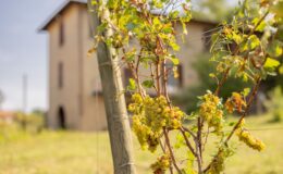 Close-up of a grapevine with clusters of green grapes, set against a blurred rustic building in a vineyard. The image captures the lush greenery and the essence of winemaking.