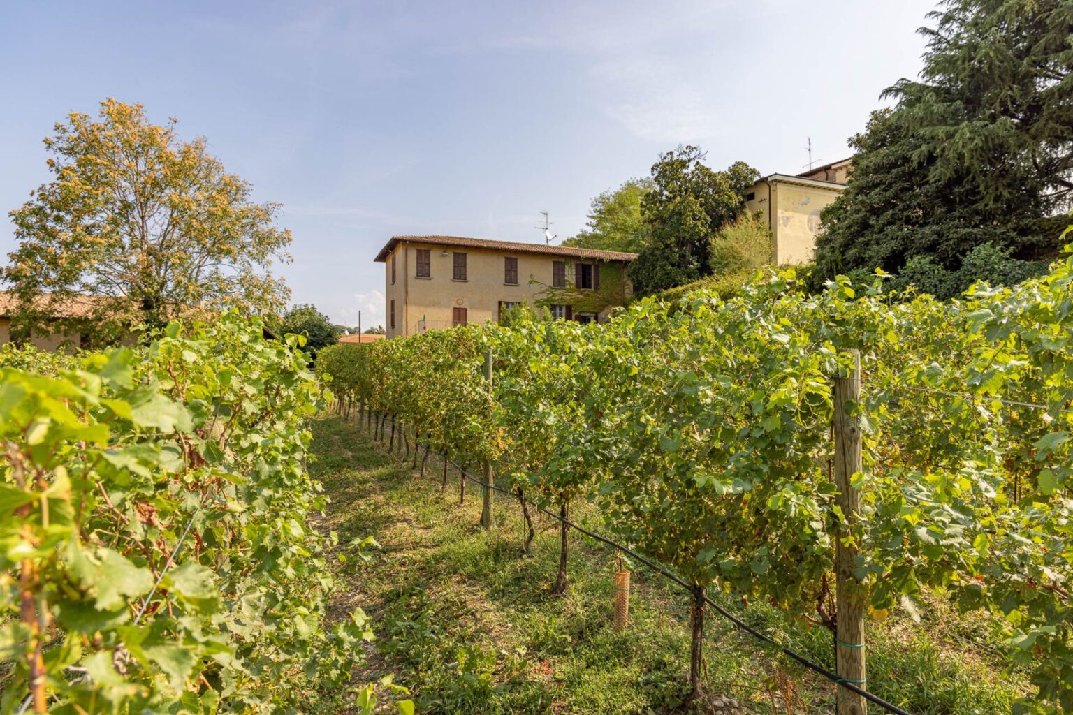 Vineyard landscape featuring rows of lush grapevines with a rustic farmhouse in the background, under a clear blue sky. Ideal for wine tourism and agriculture enthusiasts. | Only on SopranoVillas