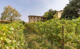 Vineyard landscape featuring rows of lush grapevines with a rustic farmhouse in the background, under a clear blue sky. Ideal for wine tourism and agriculture enthusiasts.