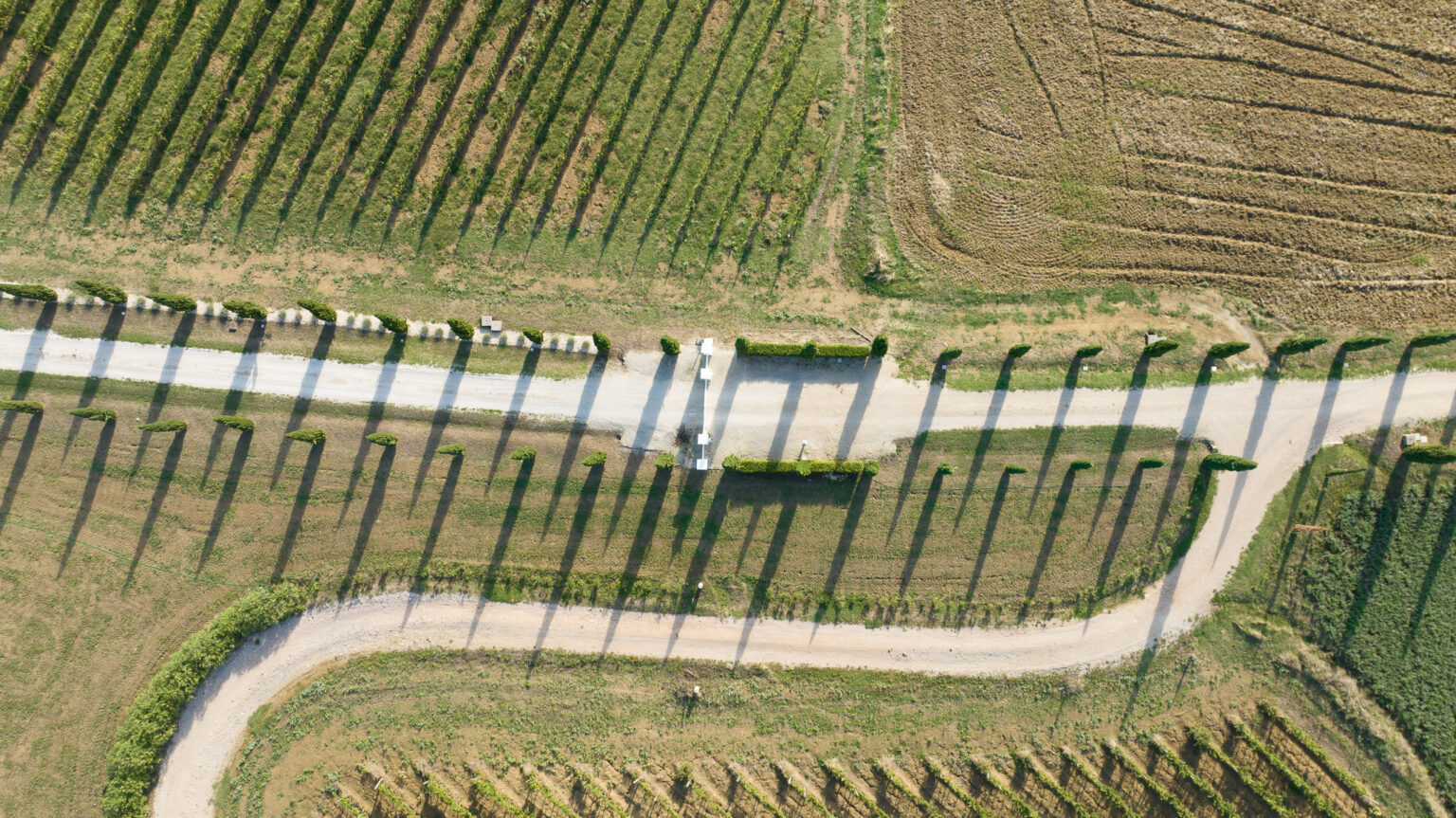 Aerial view of a vineyard with neatly arranged rows of grapevines casting long shadows on a winding dirt road, surrounded by lush green fields and manicured hedges. | Only on SopranoVillas