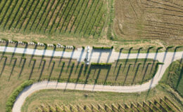 Aerial view of a vineyard with neatly arranged rows of grapevines casting long shadows on a winding dirt road, surrounded by lush green fields and manicured hedges.