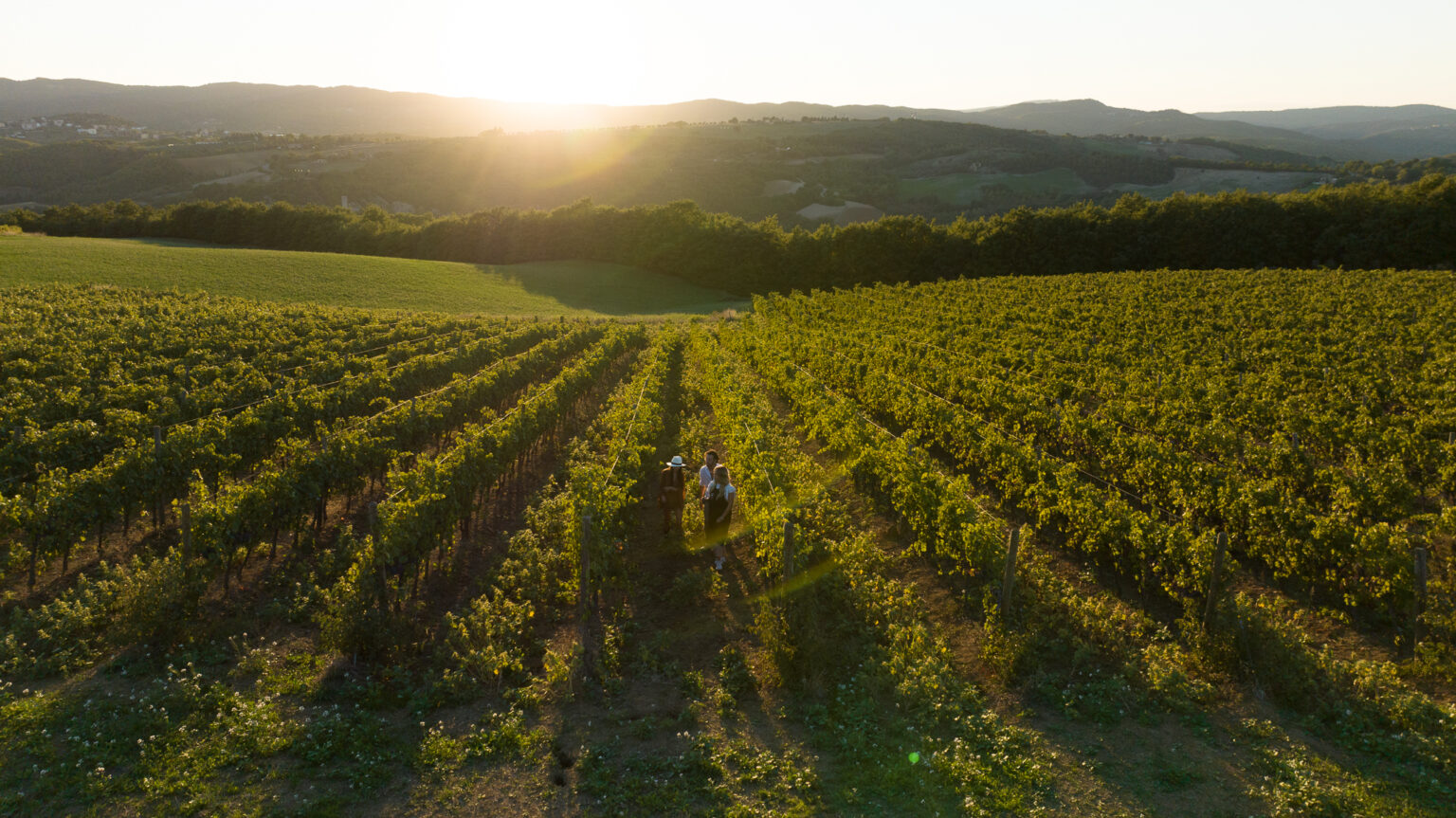 Aerial view of a vineyard at sunset with workers walking through rows of grapevines, showcasing lush green foliage and rolling hills in the background. | Only on SopranoVillas