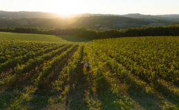 Aerial view of a vineyard at sunset with workers walking through rows of grapevines, showcasing lush green foliage and rolling hills in the background.
