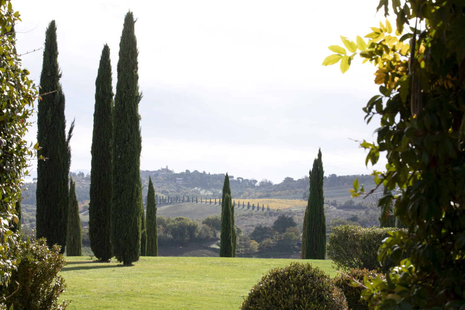 Lush green landscape featuring tall cypress trees against a scenic backdrop of rolling hills and vineyards under a bright sky. Ideal for showcasing the beauty of nature and outdoor spaces. | Only on SopranoVillas
