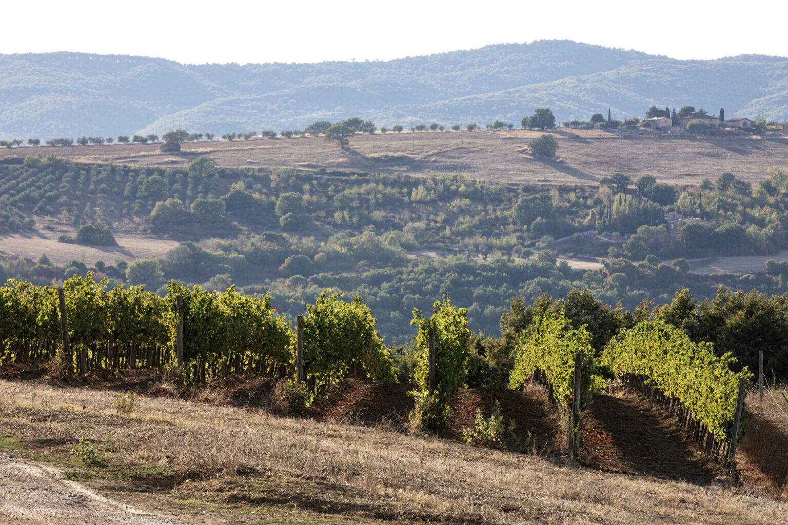 Vast vineyard landscape with rows of grapevines in the foreground, rolling hills and olive trees in the background, showcasing the beauty of rural agriculture and wine production. | Only on SopranoVillas